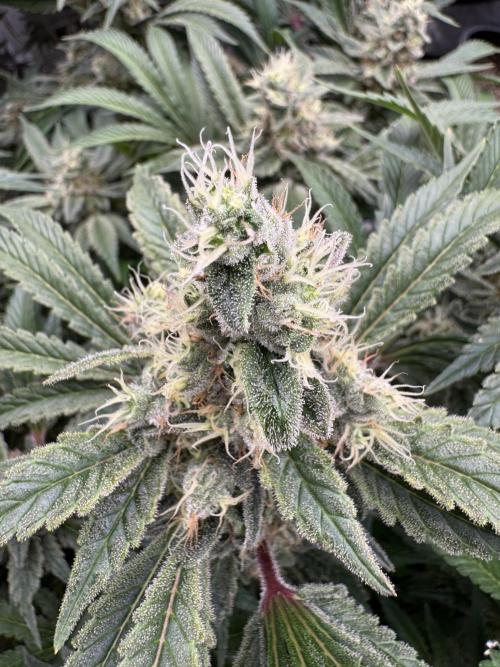 Strain of the Year 23. Week 15