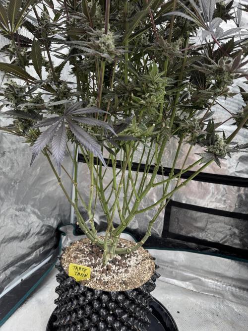 Fav dessert 🍎. Week 15