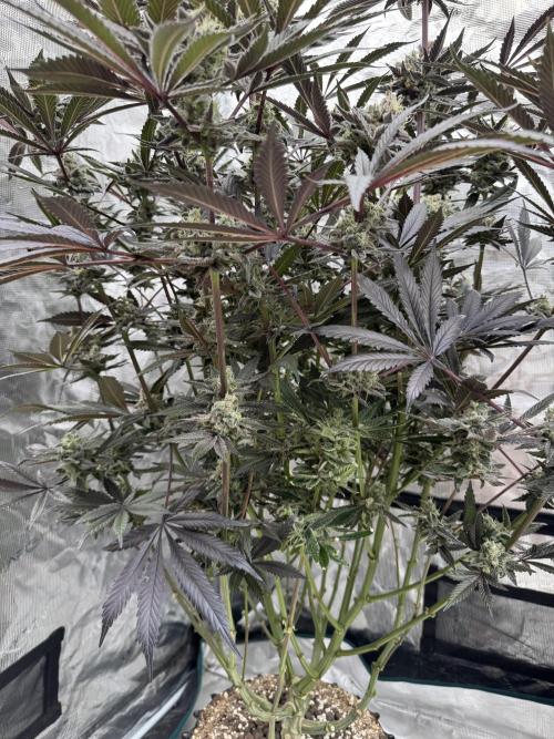 Fav dessert 🍎. Week 15