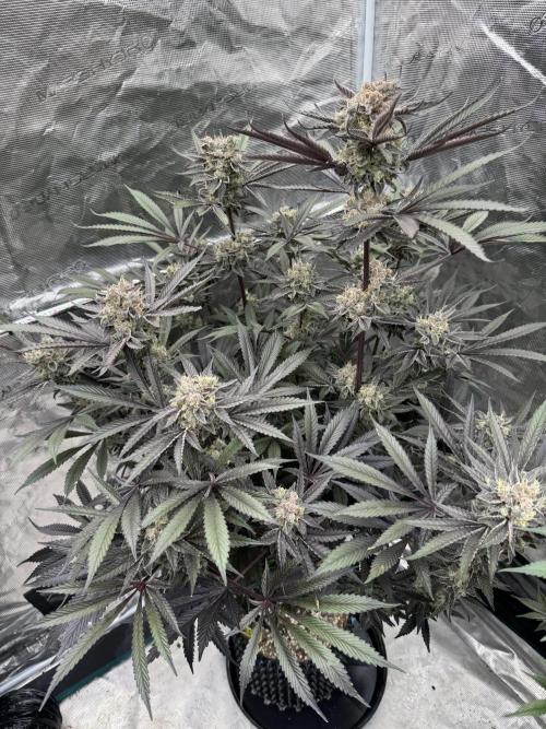 Fav dessert 🍎. Week 15