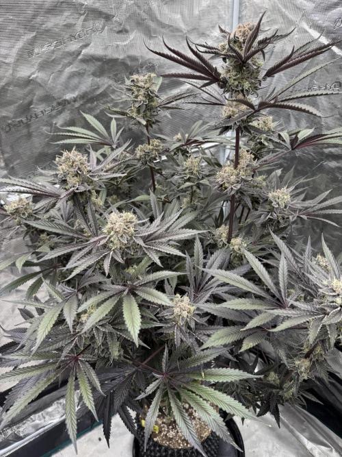 Fav dessert 🍎. Week 15