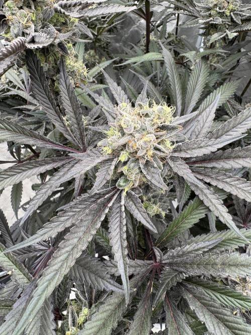 Fav dessert 🍎. Week 15