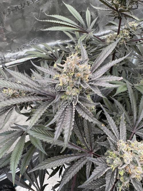 Fav dessert 🍎. Week 15