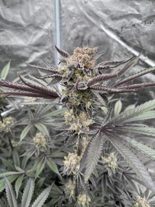 Fav dessert 🍎. Week 15