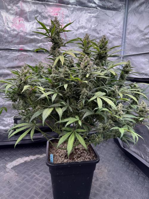 Getting ☃️ with the boys. Week 10