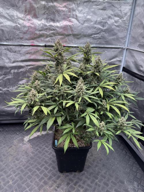 Getting ☃️ with the boys. Week 10