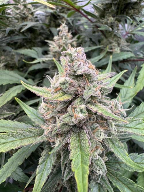 Getting ☃️ with the boys. Week 10