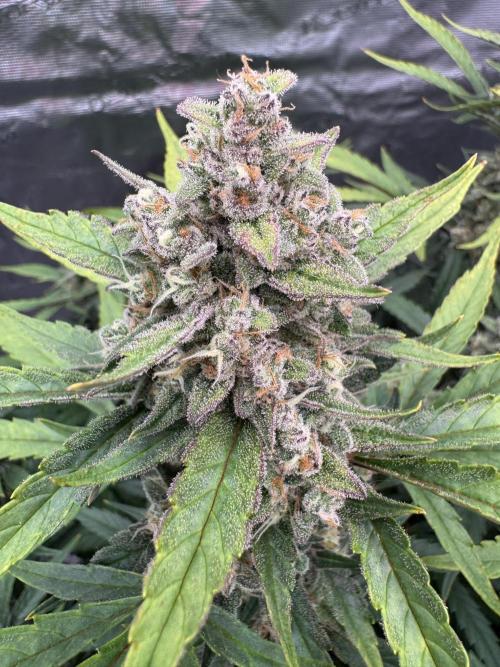 Getting ☃️ with the boys. Week 10