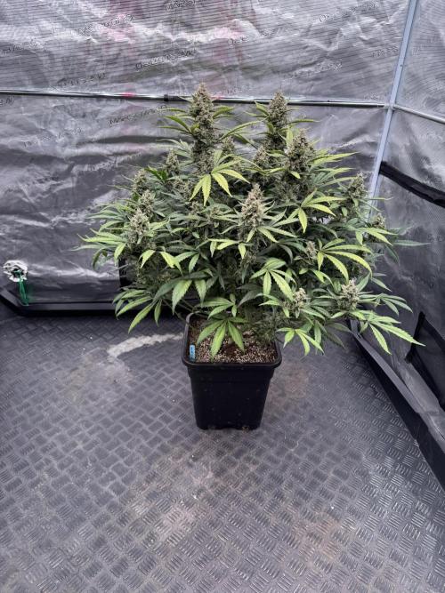 Getting ☃️ with the boys. Week 10