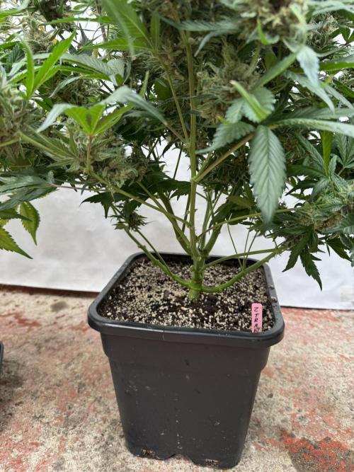 Berry ZenzZzation. Week 10