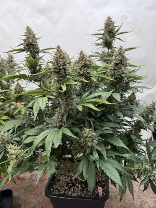 Berry ZenzZzation. Week 10