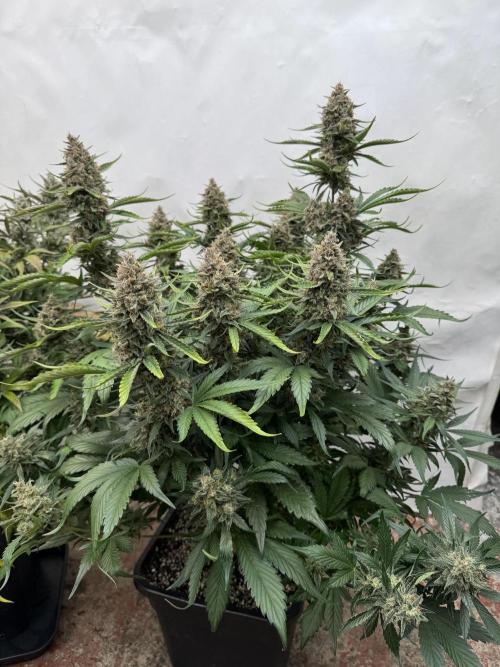 Berry ZenzZzation. Week 10