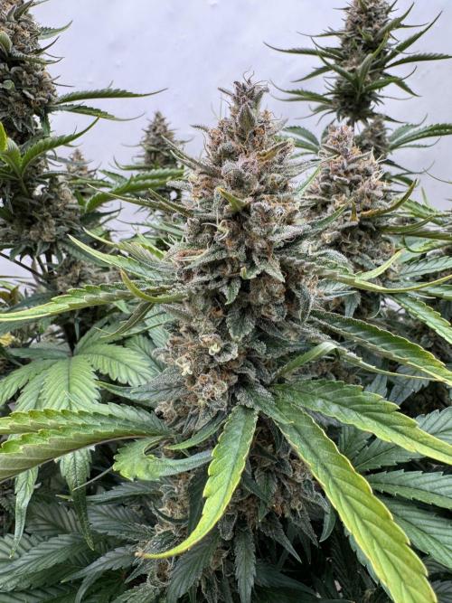 Berry ZenzZzation. Week 10