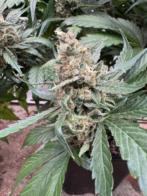 Berry ZenzZzation. Week 10