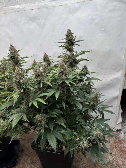 Berry ZenzZzation. Week 10