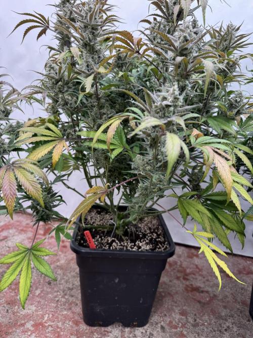 Strawberry Jungle. Week 10