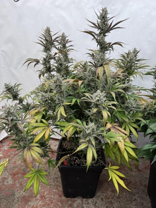 Strawberry Jungle. Week 10