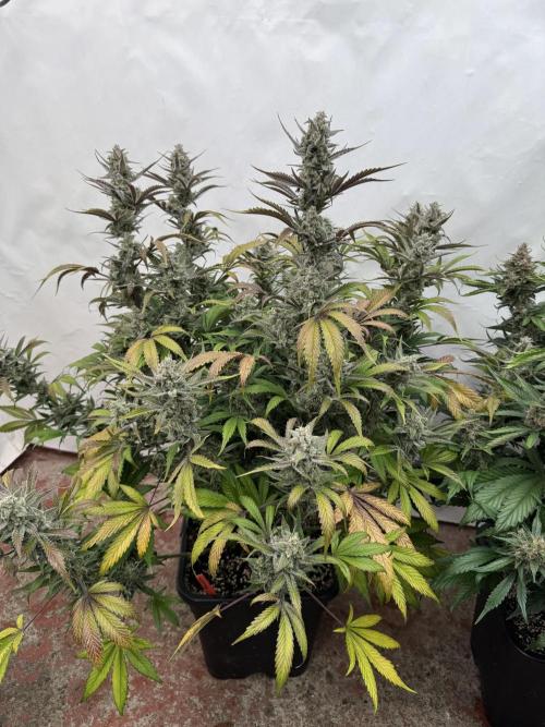 Strawberry Jungle. Week 10