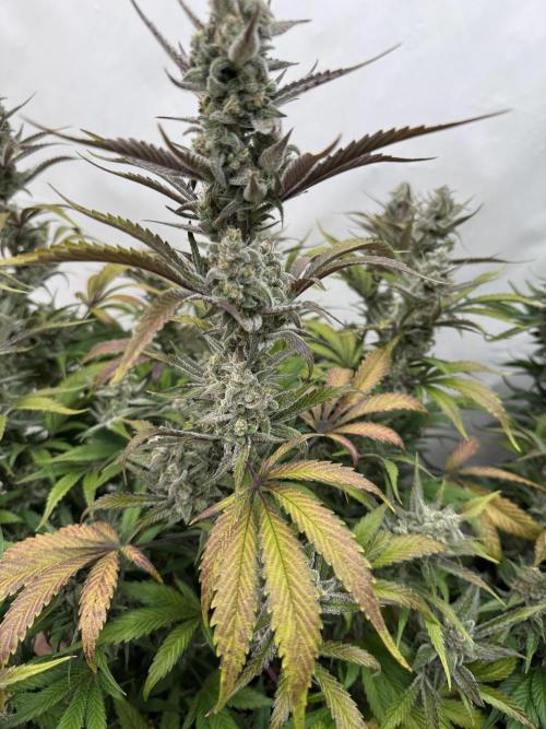 Strawberry Jungle. Week 10