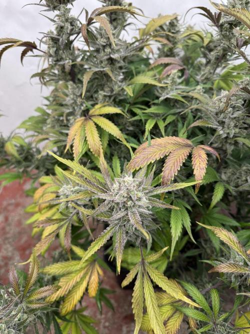 Strawberry Jungle. Week 10