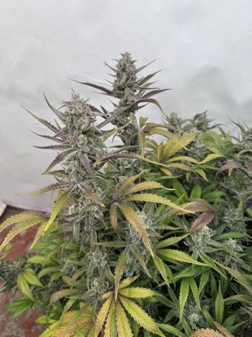 Strawberry Jungle. Week 10