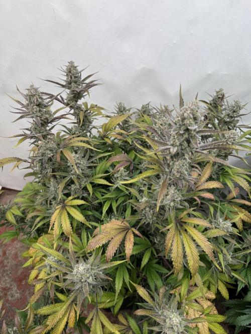 Strawberry Jungle. Week 10