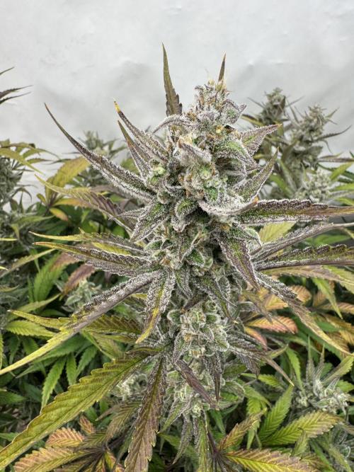 Strawberry Jungle. Week 10