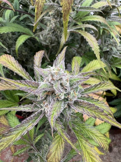 Strawberry Jungle. Week 10