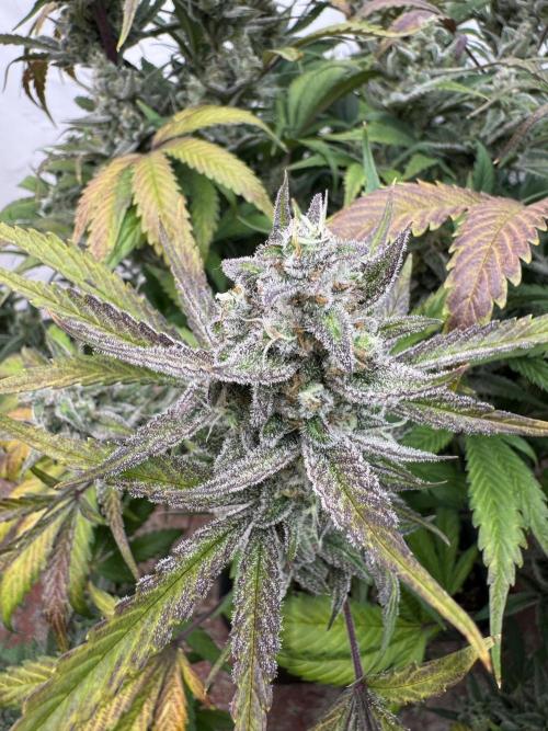 Strawberry Jungle. Week 10