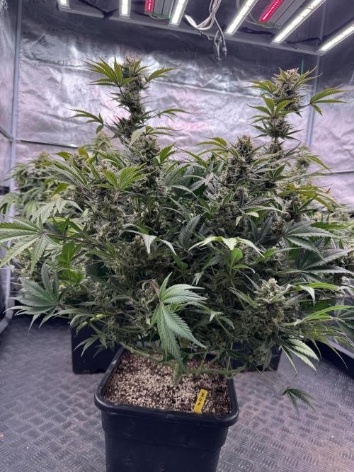 7 up 🍋‍. Week 10