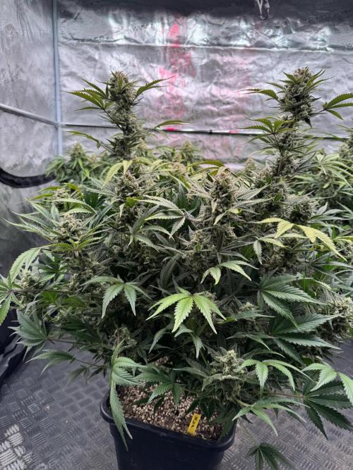 7 up 🍋‍. Week 10