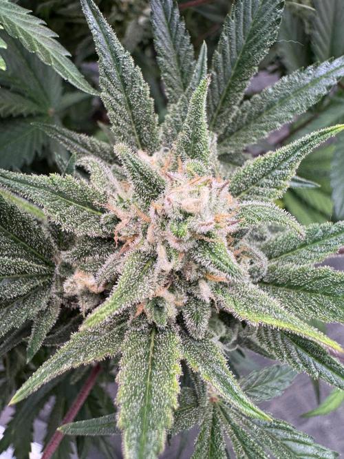 7 up 🍋‍. Week 10