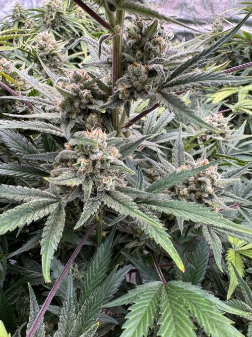 7 up 🍋‍. Week 10