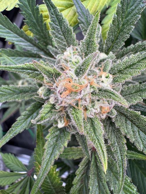 7 up 🍋‍. Week 10