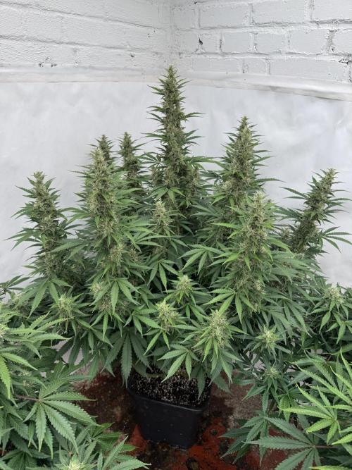 In a Galaxy far…🛸. Week 10