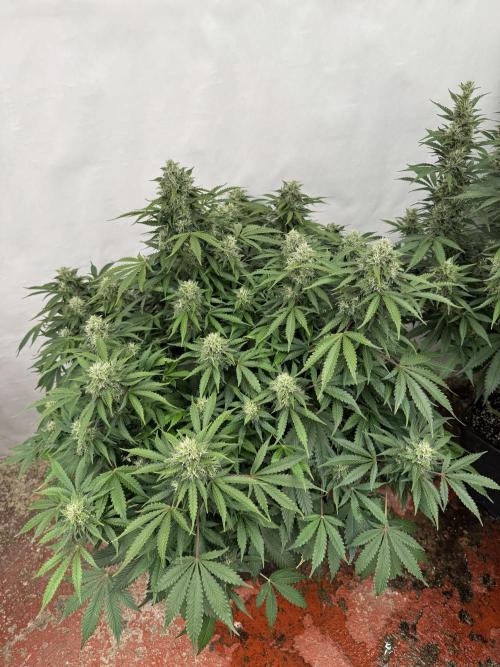 In a Galaxy far…🛸. Week 10