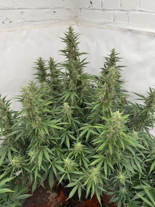 In a Galaxy far…🛸. Week 10