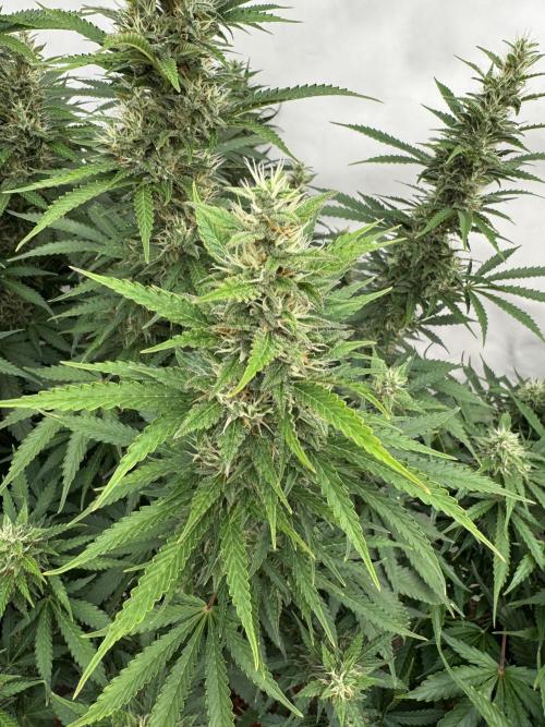 In a Galaxy far…🛸. Week 10