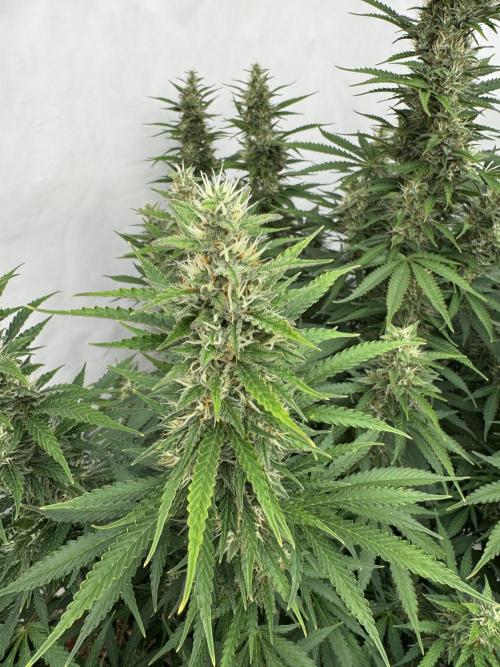 In a Galaxy far…🛸. Week 10