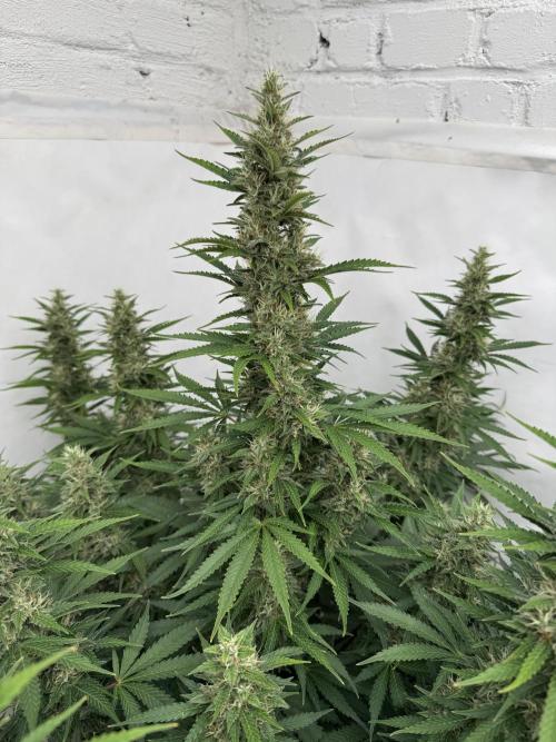 In a Galaxy far…🛸. Week 10