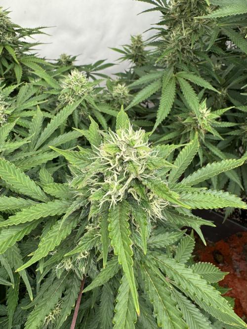 In a Galaxy far…🛸. Week 10