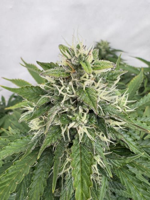 In a Galaxy far…🛸. Week 10