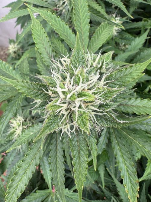 In a Galaxy far…🛸. Week 10