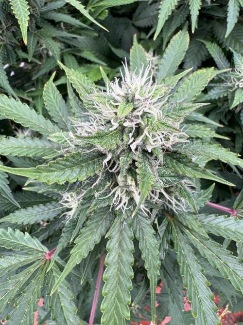 In a Galaxy far…🛸. Week 10