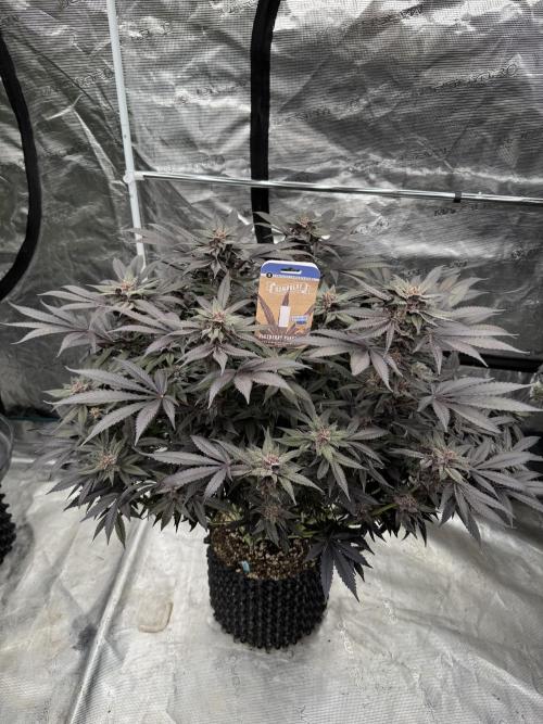 Fluffy Pancakes 🥞. Week 15