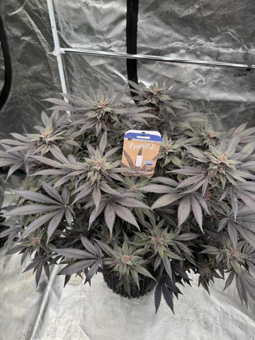 Fluffy Pancakes 🥞. Week 15