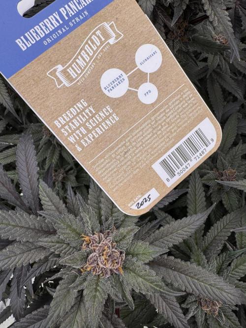 Fluffy Pancakes 🥞. Week 15