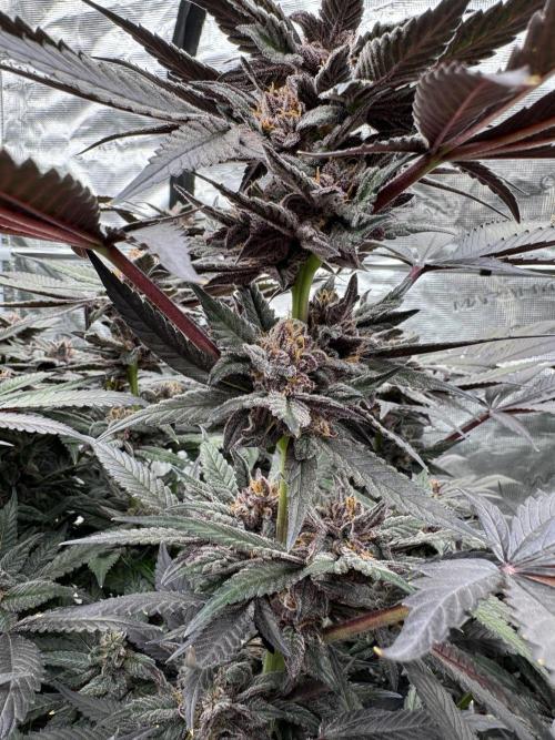 Fluffy Pancakes 🥞. Week 15