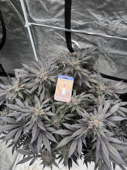 Fluffy Pancakes 🥞. Week 15