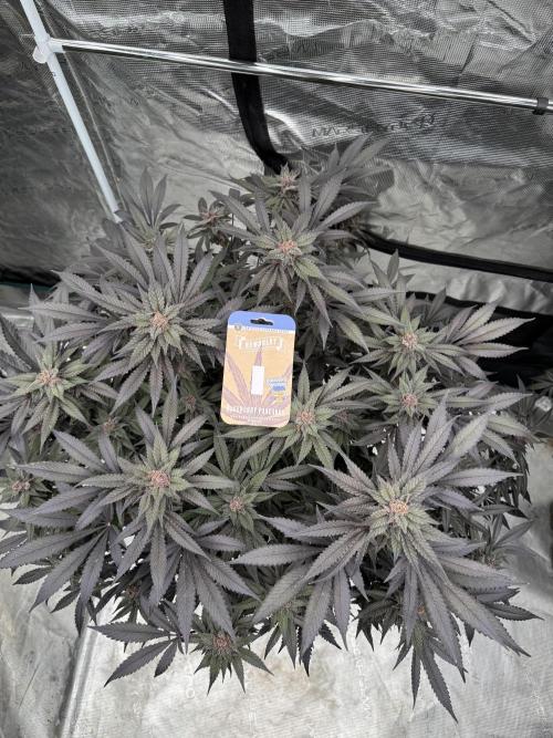 Fluffy Pancakes 🥞. Week 15